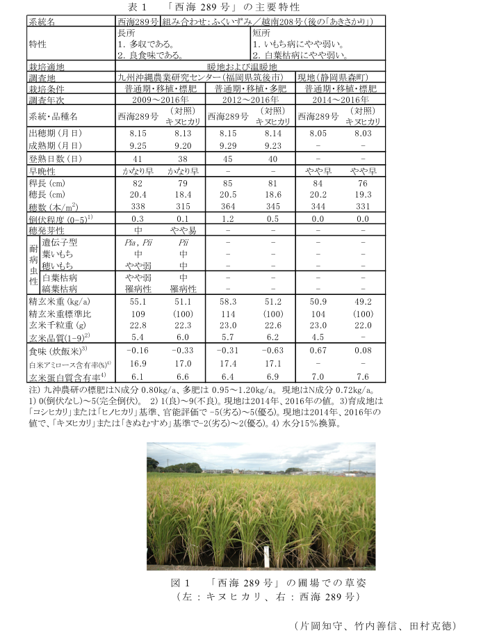 表1 「西海289号」の主要特性?図1 「西海289号」の圃場での草姿(左:キヌヒカリ、右:西海289号)