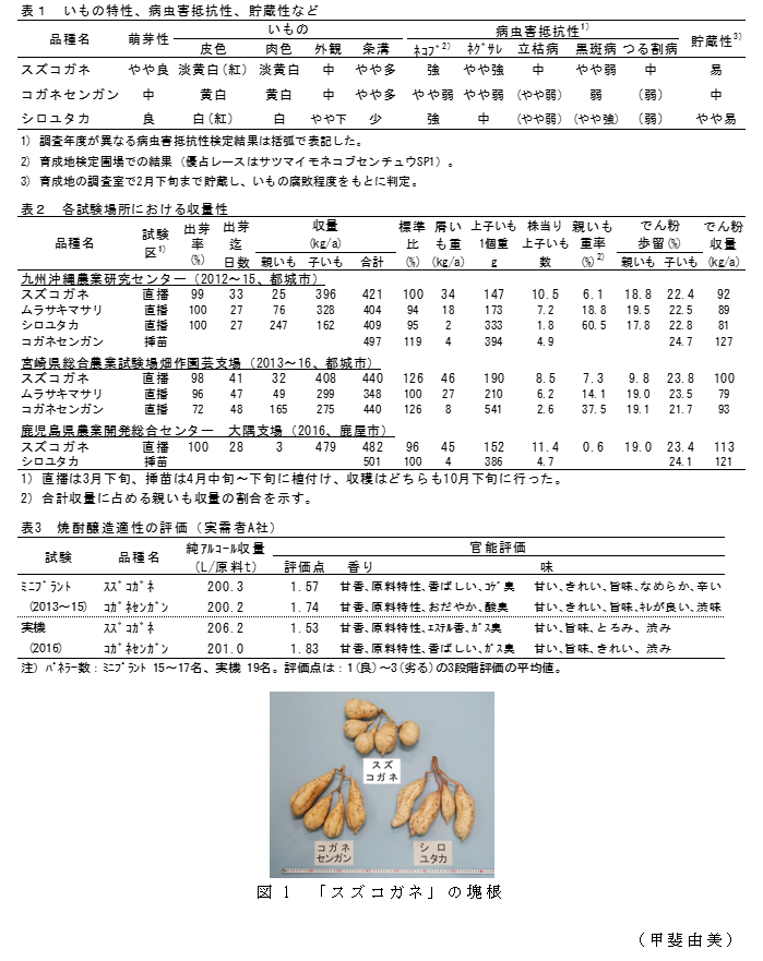 図1 「スズコガネ」の塊根