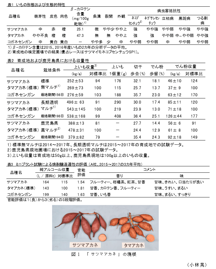 図1 「サツマアカネ」の塊根