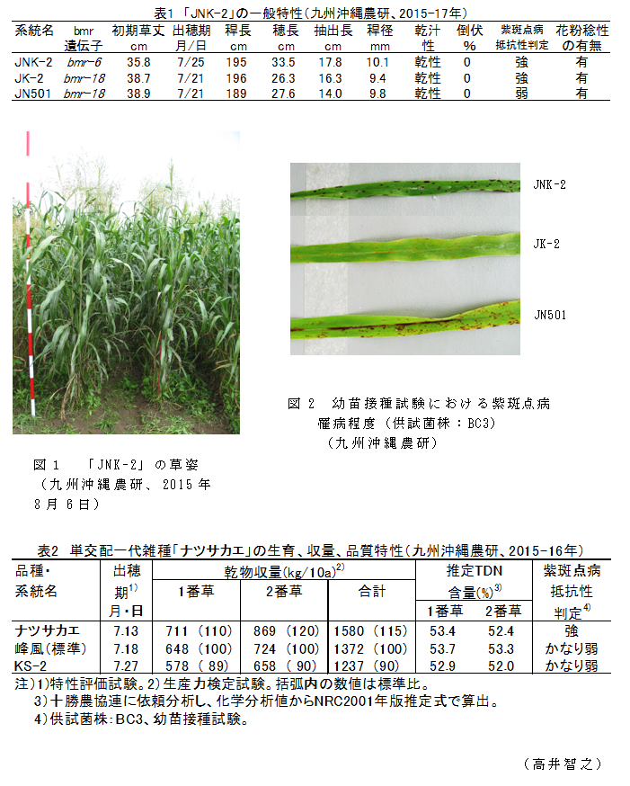 図1 「JNK-2」の草姿(九州沖縄農研、2015年8月6日);図2 幼苗接種試験における紫斑点病
罹病程度(供試菌株:BC3)(九州沖縄農研);