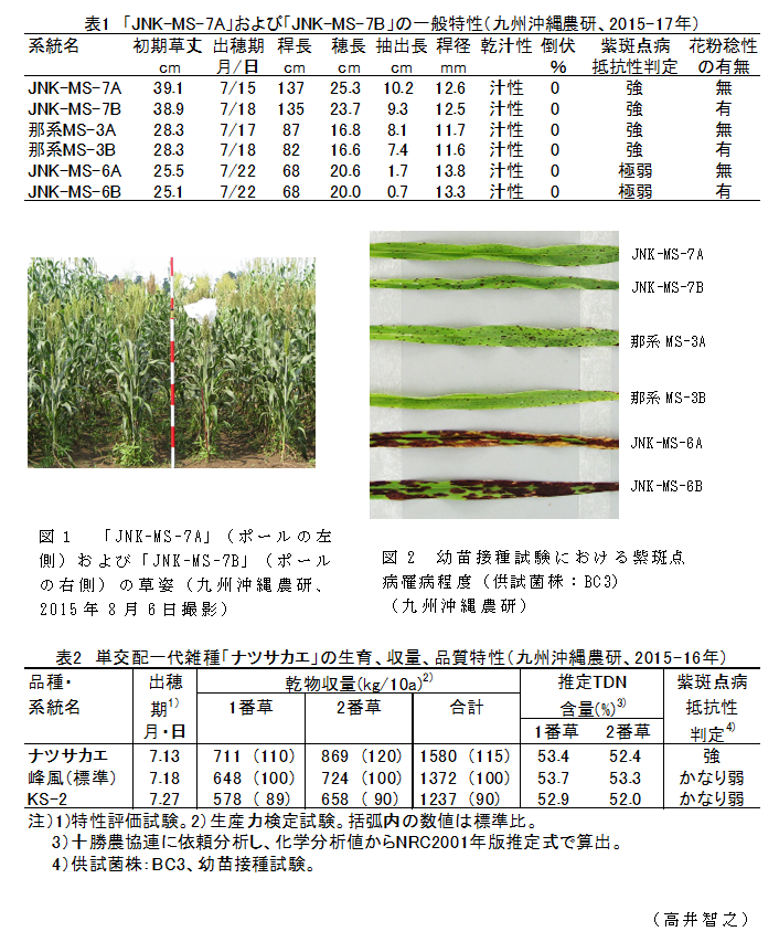 図1 「JNK-MS-7A」(ポールの左側)および「JNK-MS-7B」(ポールの右側)の草姿(九州沖縄農研、2015年8月6日撮影);図2 幼苗接種試験における紫斑点病罹病程度(供試菌株:BC3)(九州沖縄農研);