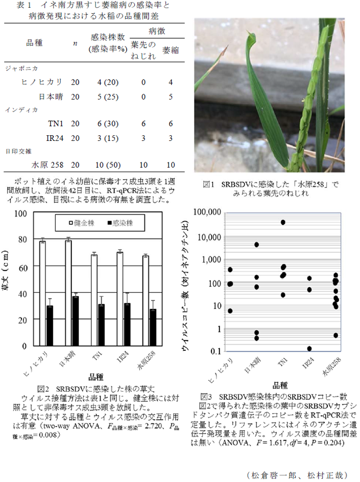 表1 イネ南方黒すじ萎縮病の感染率と病徴発現における水稲の品種間差;