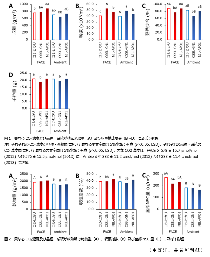 図1 異なるCO2濃度及び品種・系統が精玄米収量(A)及び収量構成要素(B～D)に及ぼす影響;図2 異なるCO2濃度及び品種・系統が成熟期の乾物重(A)、収穫指数(B)及び茎部NSC量(C)に及ぼす影響.