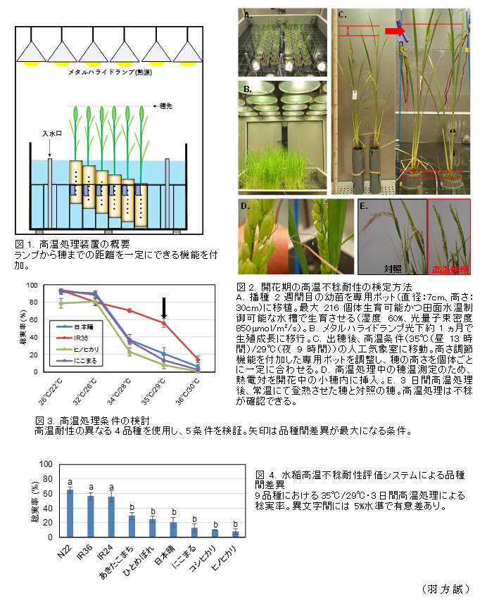 図1. 高温処理装置の概要;図2. 開花期の高温不稔耐性の検定方法;図3. 高温処理条件の検討;図4. 水稲高温不稔耐性評価システムによる品種間差異