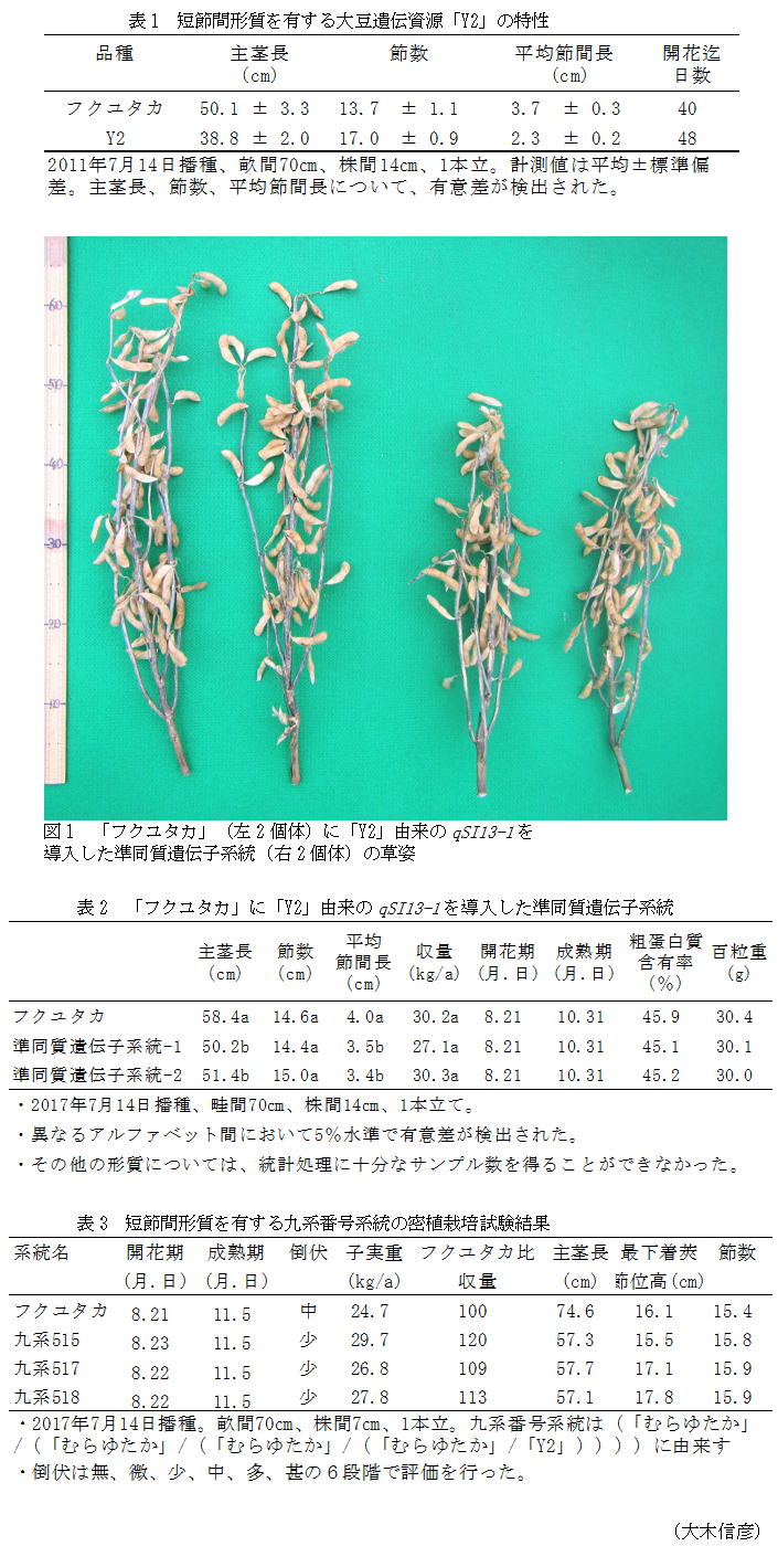 表1 短節間形質を有する大豆遺伝資源「Y2」の特性,図1 「フクユタカ」(左2個体)に「Y2」由来のqSI13-1を導入した準同質遺伝子系統(右2個体)の草姿,表2 「フクユタカ」に「Y2」由来のqSI13-1を導入した準同質遺伝子系統,表3 短節間形質を有する九系番号系統の密植栽培試験結果