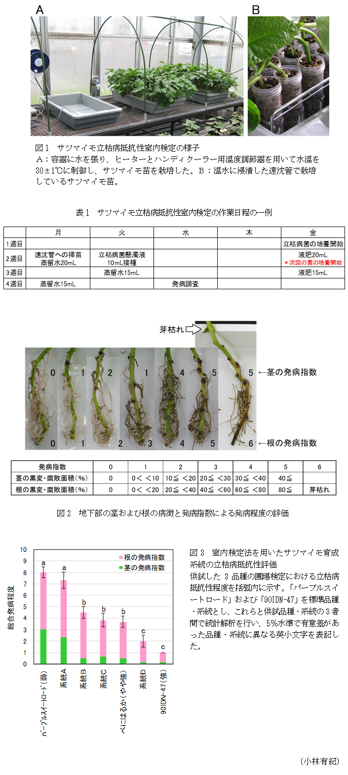 図1 サツマイモ立枯病抵抗性室内検定の様子,表1 サツマイモ立枯病抵抗性室内検定の作業日程の一例,図2 地下部の茎および根の病徴と発病指数による発病程度の評価,図3 室内検定法を用いたサツマイモ育成系統の立枯病抵抗性評価