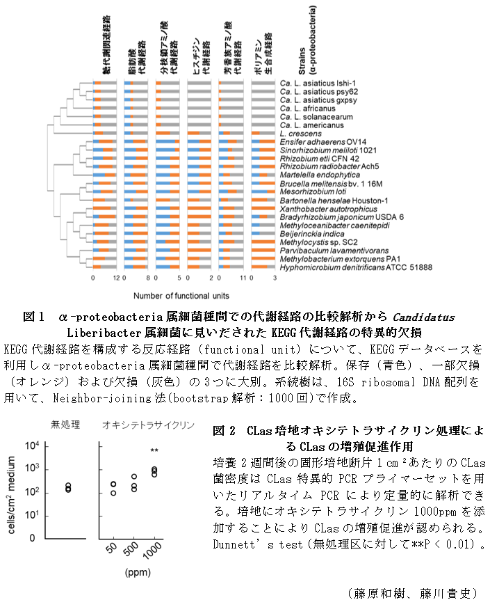 図1 α-proteobacteria属細菌種間での代謝経路の比較解析からCandidatus Liberibacter属細菌に見いだされたKEGG代謝経路の特異的欠損,図2 CLas培地オキシテトラサイクリン処理によるCLasの増殖促進作用