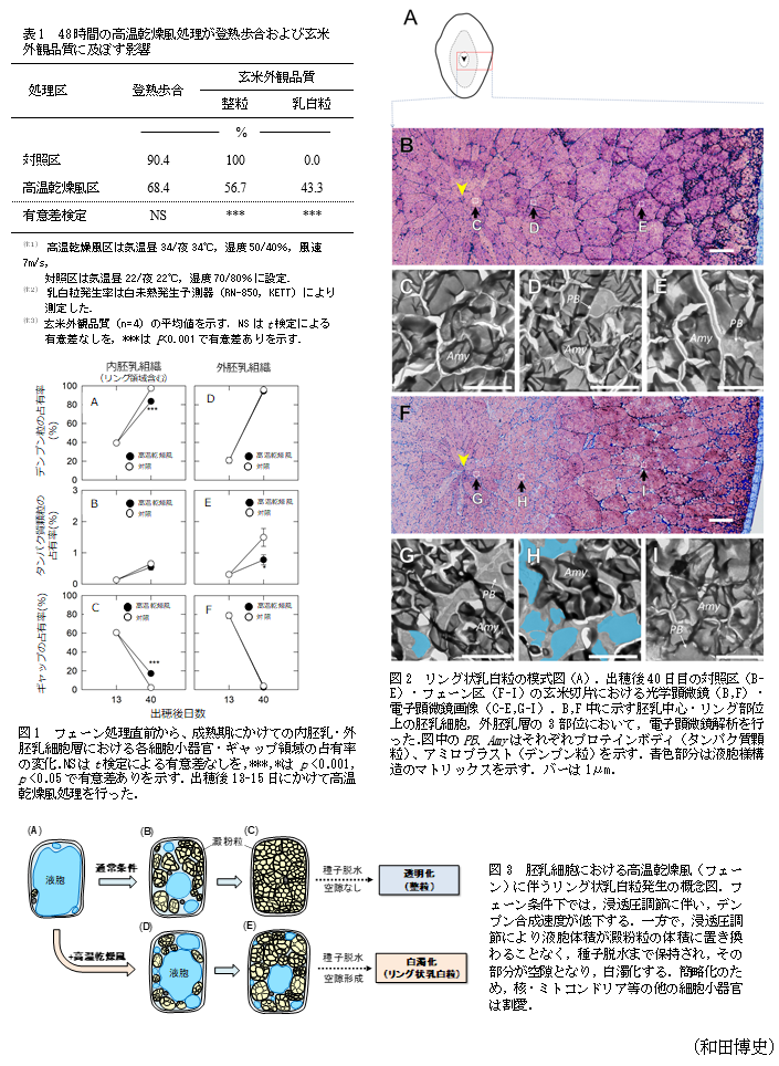 表1 48時間の高温乾燥風処理が登熟歩合および玄米外観品質に及ぼす影,図1 フェーン処理直前から、成熟期にかけての内胚乳・外胚乳細胞層における各細胞小器官・ギャップ領域の占有率の変化,図2 リング状乳白粒の模式図,図3 胚乳細胞における高温乾燥風(フェーン)に伴うリング状乳白粒発生の概念図