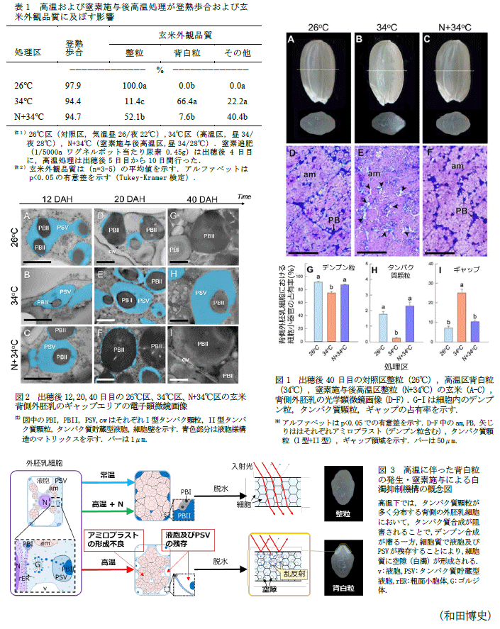 表1 高温および窒素施与後高温処理が登熟歩合および玄米外観品質に及ぼす影響,図1 出穂後40日目の対照区整粒(26°C)、高温区背白粒(34°C)、窒素施与後高温区整粒(N+34°C)の玄米(A-C)、背側外胚乳の光学顕微鏡画像(D-F)。G-Iは細胞内のデンプン粒、タンパク質顆粒、ギャップの占有率を示す。,図2 出穂後12、20、40日目の26°C区、34°C区、N+34°C区の玄米背側外胚乳のギャップエリアの電子顕微鏡画像,図3 高温に伴った背白粒の発生・窒素施与による白濁抑制機構の概念図