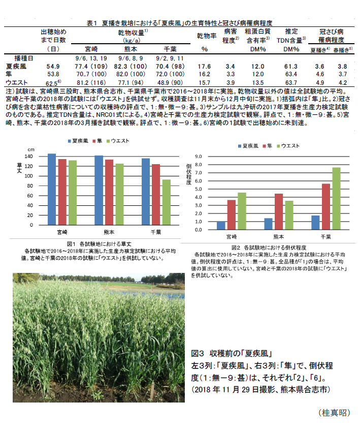 表1 夏播き栽培における「夏疾風」の生育特性と冠さび病罹病程度出穂始め乾物収量,図1 各試験地における草丈各試験地で2016～2018年に実施した生産力検定試験における平均値,図2 各試験地における倒伏程度各試験地で2016～2018年に実施した生産力検定試験における平均値,図3 収穫前の「夏疾風」 左3列:「夏疾風」、右3列:「隼」で、倒伏程度(1 :無-9:甚)は、それぞれ「2」、「6」