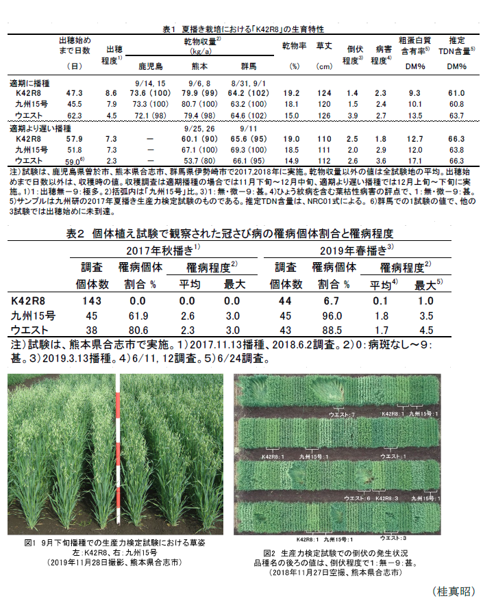 表1 夏播き栽培における「K42R8」の生育特性出穂始め乾物収量,表2 個体植え試験で観察された冠さび病の罹病個体割合と罹病程度2017年秋播き),図1  9月下旬播種での生産力検定試験における草姿,図2 生産力検定試験での倒伏の発生状況 品種名の後ろの値は、倒伏程度で1: 無 -9:甚