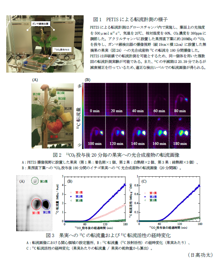 図1 PETISによる転流計測の様子,図2 11CO2投与後20分毎の果実への光合成産物の転流画像,図3 果実への11Cの転流量および11C転流活性の経時変化