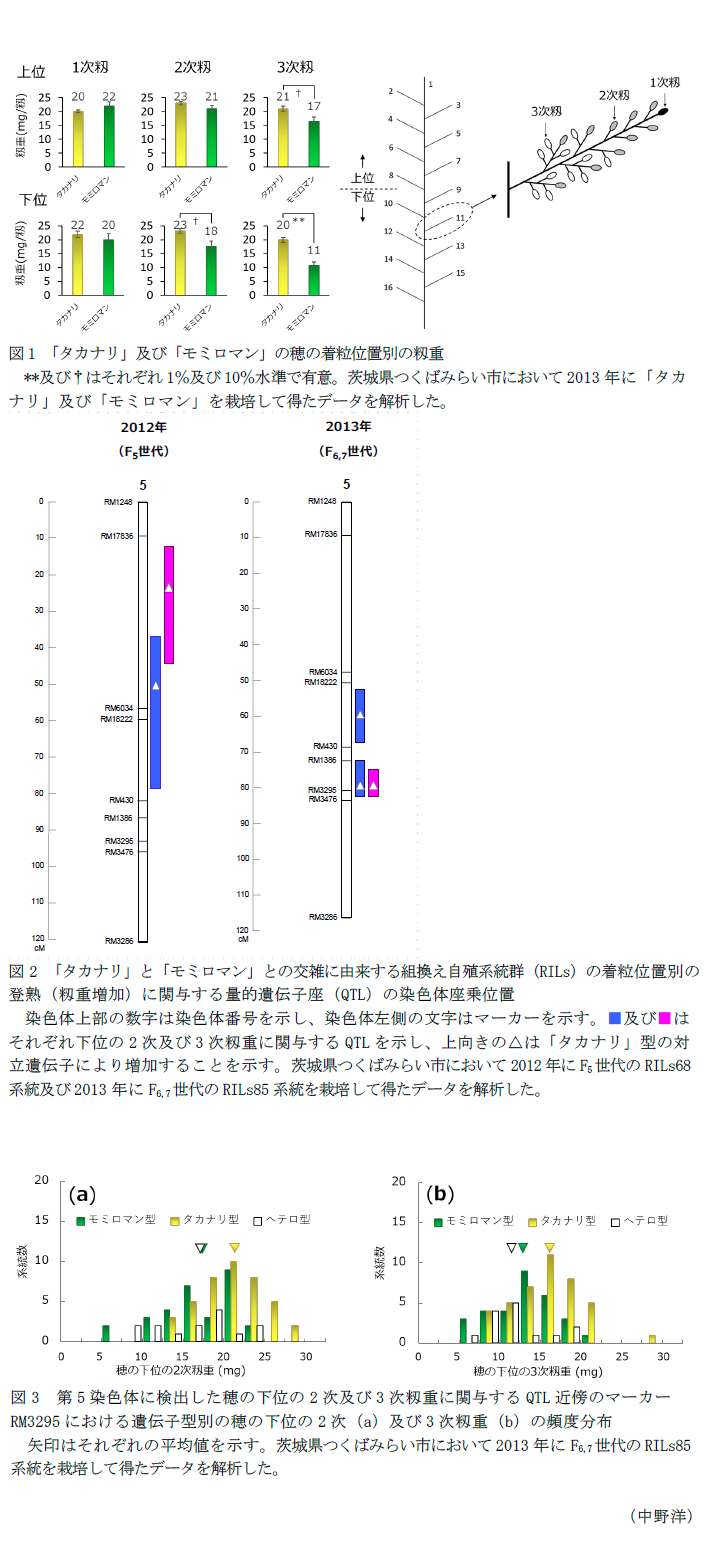 図1 「タカナリ」及び「モミロマン」の穂の着粒位置別の籾重,図2 「タカナリ」と「モミロマン」との交雑に由来する組換え自殖系統群(RILs)の着粒位置別の登熟(籾重増加)に関与する量的遺伝子座(QTL)の染色体座乗位置,図3 第5染色体に検出した穂の下位の2次及び3次籾重に関与するQTL近傍のマーカーRM3295における遺伝子型別の穂の下位の2次(a)及び3次籾重(b)の頻度分布