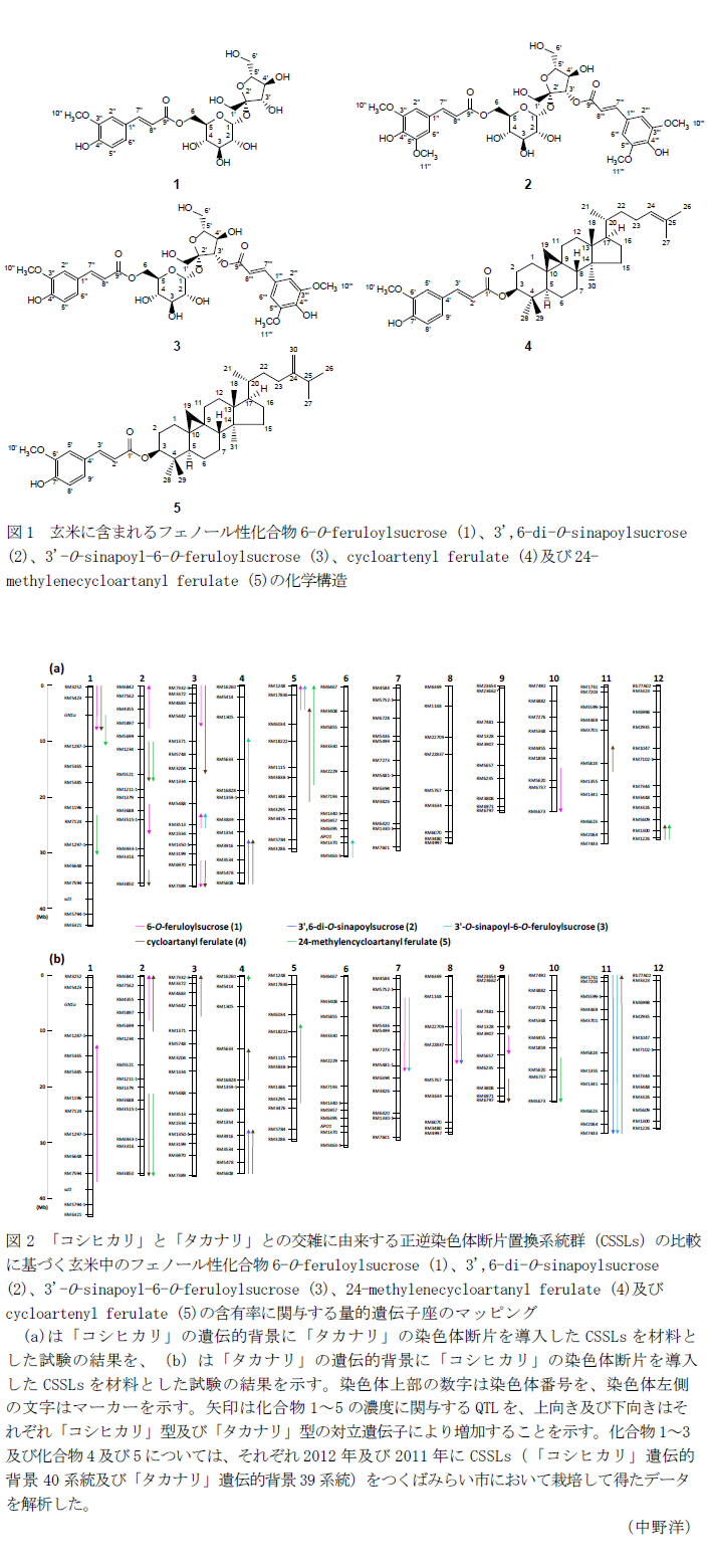 図1 玄米に含まれるフェノール性化合物,図2 「コシヒカリ」と「タカナリ」との交雑に由来する正逆染色体断片置換系統群(CSSLs)の比較