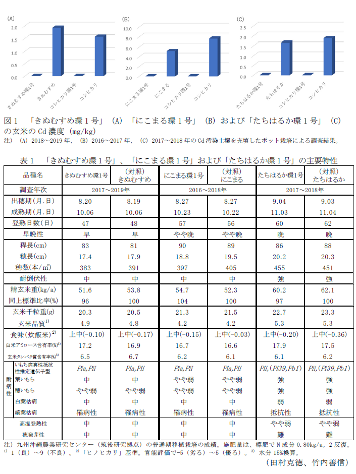 図1 「きぬむすめ環1号」(A)「にこまる環1号」(B)および「たちはるか環1号」(C)の玄米のCd濃度(mg/kg),表1 「きぬむすめ環1号」、「にこまる環1号」および「たちはるか環1号」の主要特性