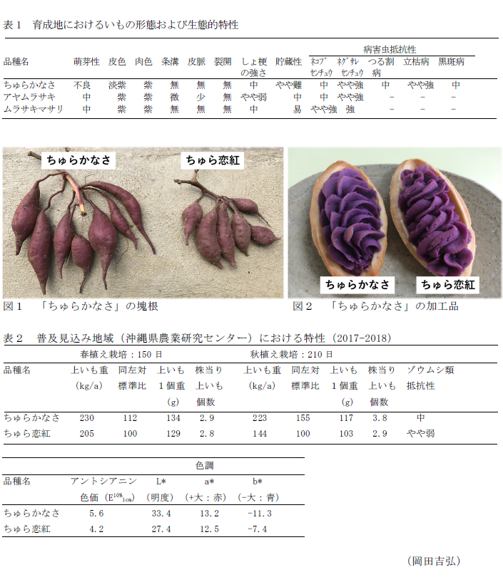 表1 育成地におけるいもの形態および生態的特性,図1 「ちゅらかなさ」の塊根,図2 「ちゅらかなさ」の加工品,表2 普及見込み地域(沖縄県農業研究センター)における特性(2017-2018)