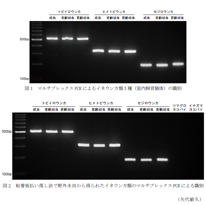 図1 マルチプレックスPCRによるイネウンカ類3種(室内飼育個体)の識別,図2 粘着板払い落し法で野外水田から得られたイネウンカ類のマルチプレックスPCRによる識別