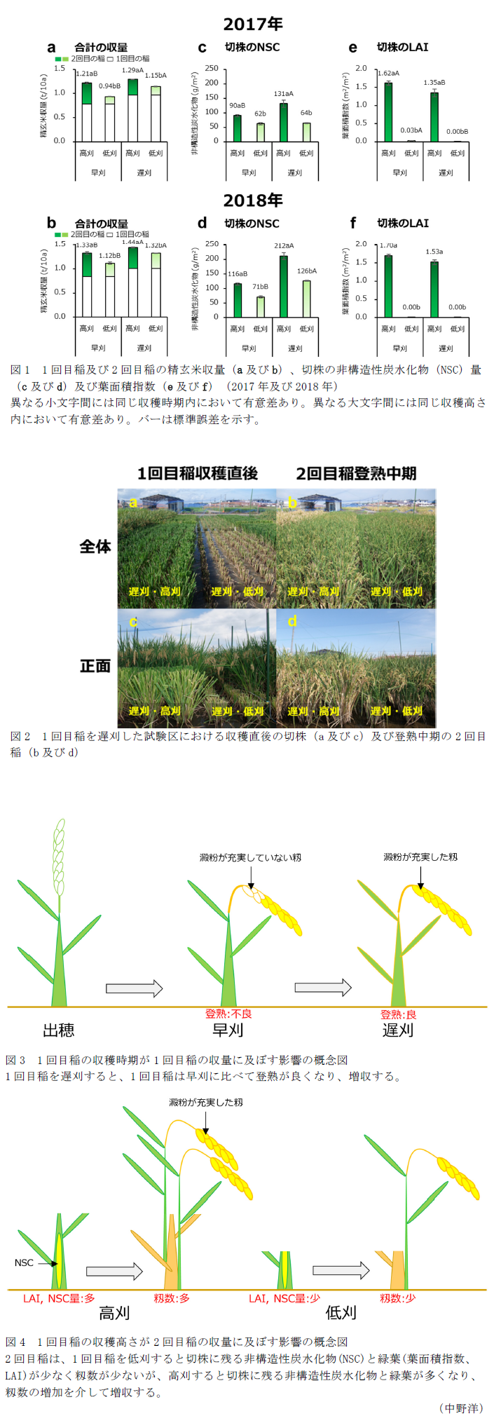 図1 1回目稲及び2回目稲の精玄米収量(a及びb)、切株の非構造性炭水化物(NSC)量(c及びd)及び葉面積指数(e及びf)(2017年及び2018年),図2 1回目稲を遅刈した試験区における収穫直後の切株(a及びc)及び登熟中期の2回目稲(b及びd),図3 1回目稲の収穫時期が1回目稲の収量に及ぼす影響の概念図,図4 1回目稲の収穫高さが2回目稲の収量に及ぼす影響の概念図