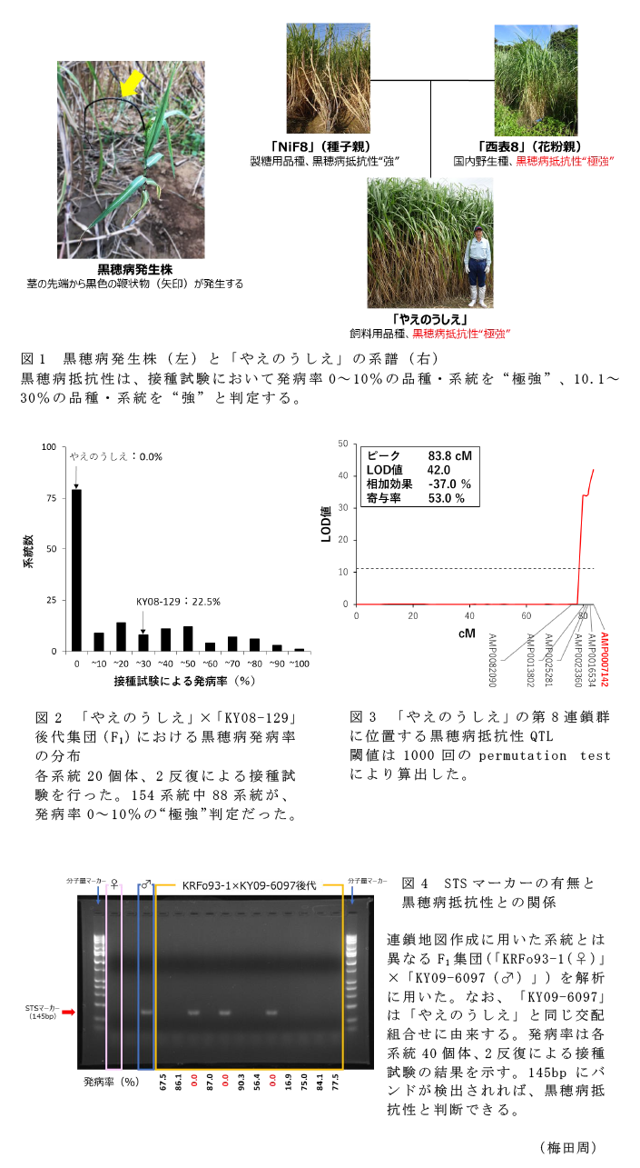 図1 黒穂病発生株(左)と「やえのうしえ」の系譜(右),図2 「やえのうしえ」×「KY08-129」後代集団(F1)における黒穂病発病率の分布,図3 「やえのうしえ」の第8連鎖群に位置する黒穂病抵抗性QTL,図4 STSマーカーの有無と黒穂病抵抗性との関係