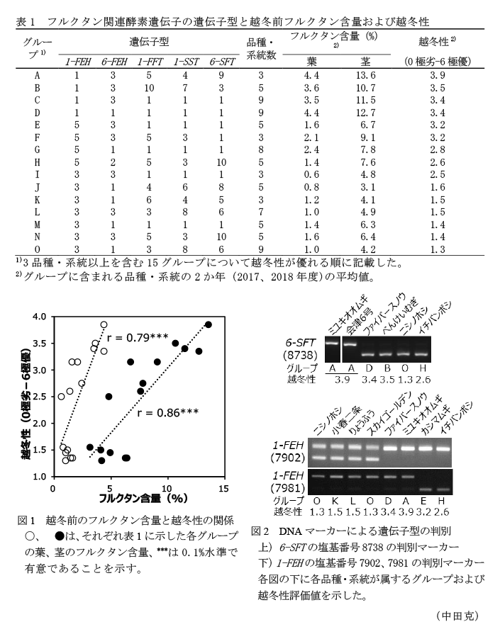 表1 フルクタン関連酵素遺伝子の遺伝子型と越冬前フルクタン含量および越冬性,図1 越冬前のフルクタン含量と越冬性の関係,図2 DNAマーカーによる遺伝子型の判別