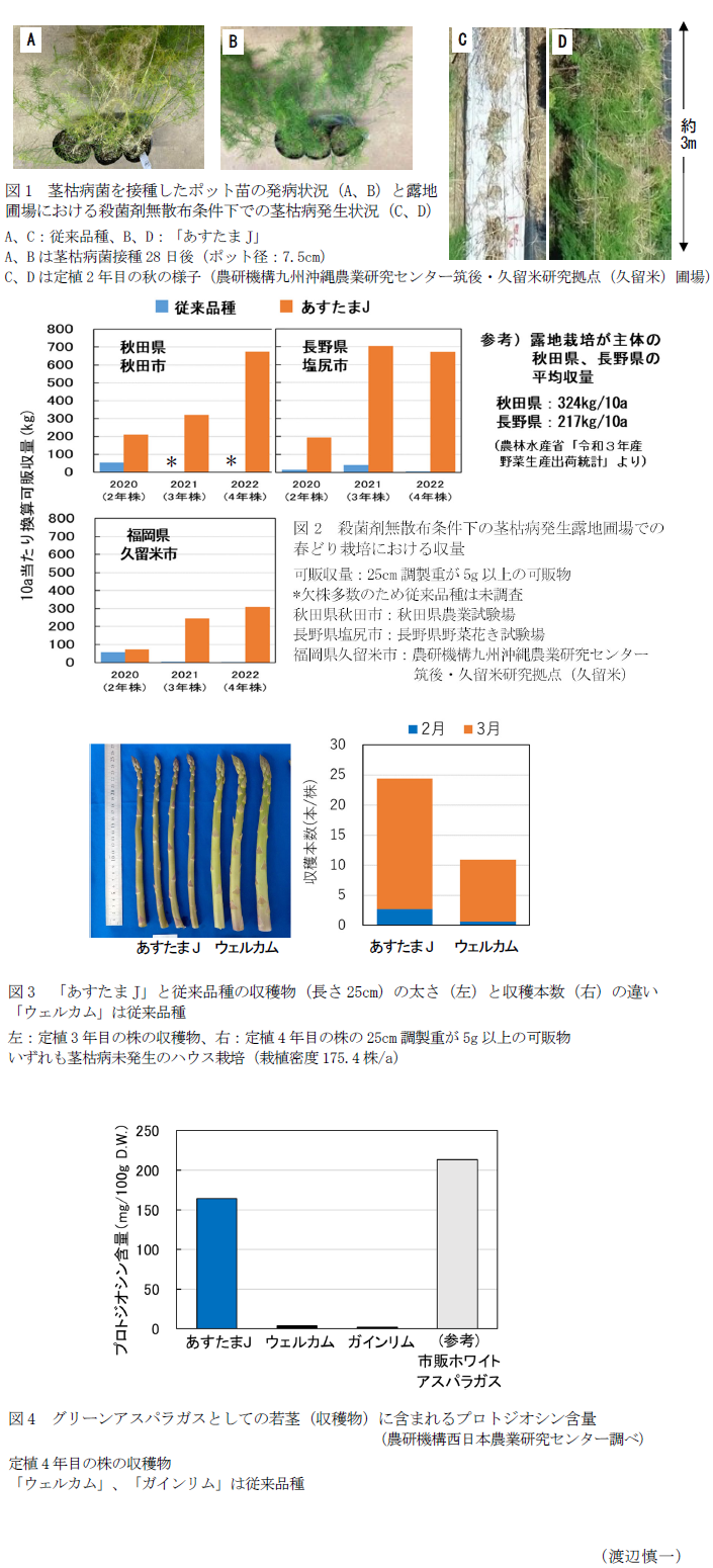 図1 茎枯病菌を接種したポット苗の発病状況(A、B)と露地圃場における殺菌剤無散布条件下での茎枯病発生状況(C、D),図2 殺菌剤無散布条件下の茎枯病発生露地圃場での春どり栽培における収量,図3 「あすたまJ」と従来品種の収穫物(長さ25cm)の太さ(左)と収穫本数(右)の違い「ウェルカム」は従来品種,図4 グリーンアスパラガスとしての若茎(収穫物)に含まれるプロトジオシン含量