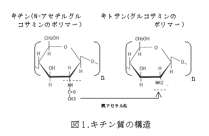 図1 キチン質の構造