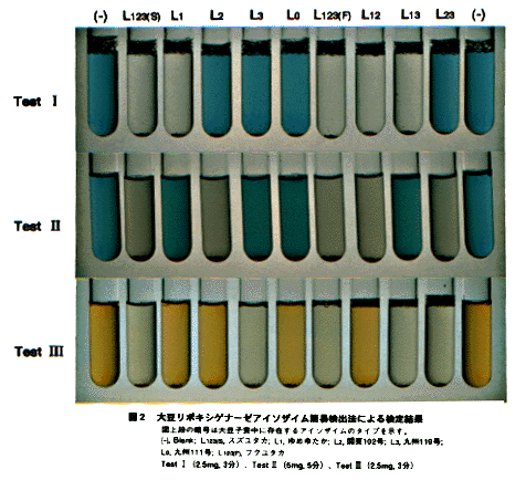 図2 大豆リポキシゲナーゼアイソザイム簡易検出法による検定結果