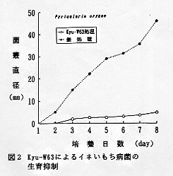 図2 Kyu-W63によるイネいもち病菌の生育抑制