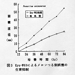 図3 Kyu-W63によるメロンつる割病菌の生育抑制