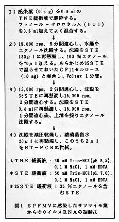 図1 SPFMVに感染したサツマイモ葉からのウイルスRNAの調整法