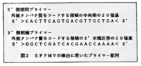 図2 SPFMVの検出に用いたプライマー配列