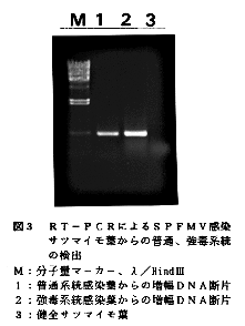 図3 RT-PCRによるSPFMV感染サツマイモ葉からの普通、強毒系統の検出