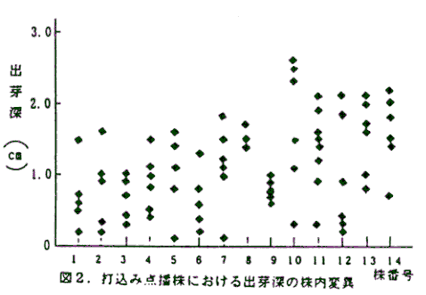 図2.打込み点播株における出芽深の株内変異