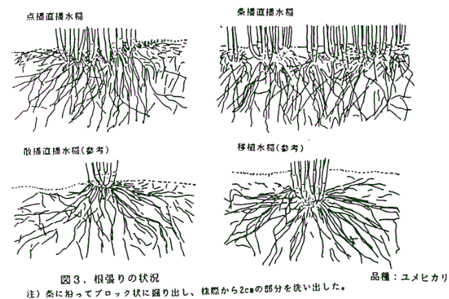 図3.根張りの状況