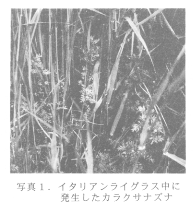 写真1 イタリアンライグラス中に発生したカラクサナズナ
