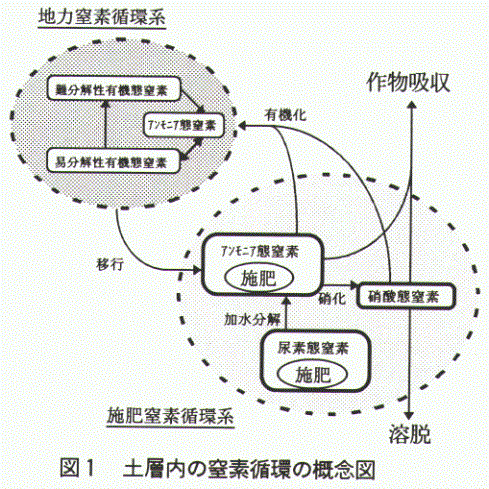 図1.土層内の窒素循環の概念図