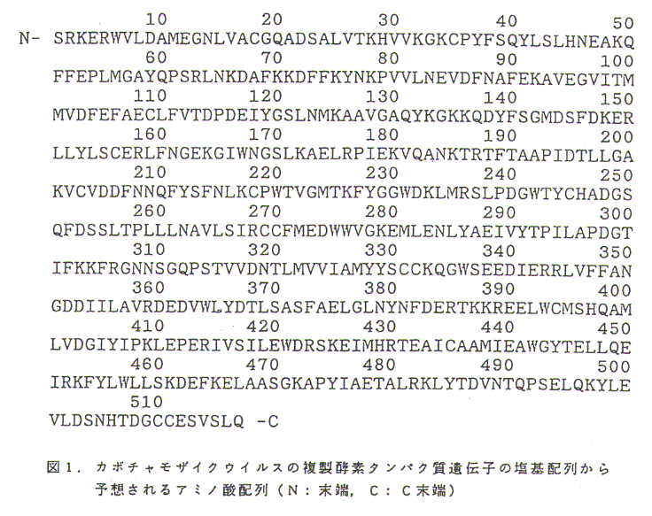 図1.カボチャモザイクウイルスの複製酵素タンパク質遺伝子の塩基配列から予想されるアミノ酸配列