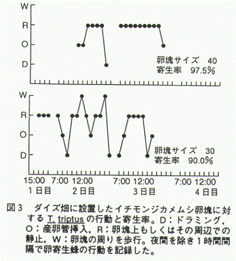 図3.ダイズ畑に設定したイチモンジカメムシ卵塊に対するT.triptusの行動と寄生率。