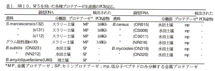 表1.SR10,SF5を用いた各種プロテアーゼ生産菌のPCR反応。