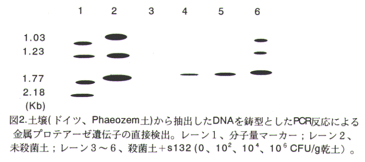図2.土壌から抽出したDNAを鋳型としたPCR反応による金属プロテアーゼ遺伝子の直接検出。