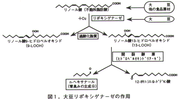 図1.大豆リポキシゲナーゼの作用