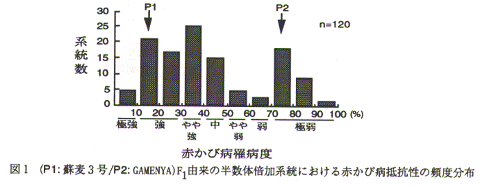 図1.赤かび病罹病度(P1:蘇麦3号/P2:GAMENYA)F1由来の半数体倍加系統における赤かび病抵抗性の頻度分布