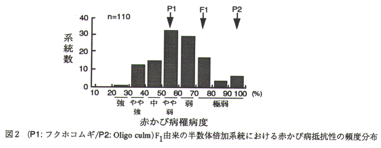 図2.赤かび病罹病度(P1:フクホコムギ/P2:Oligo culm)F1由来の半数体倍加系統における赤かび病抵抗性の頻度分布
