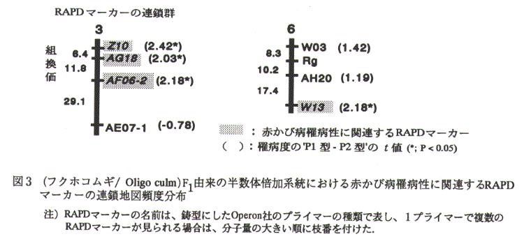 図3.(フクホコムギ/Oligo culm)F1由来の半数体倍加系統における赤かび病罹病性に関連するRAPDマーカーの連鎖地図頻度分布