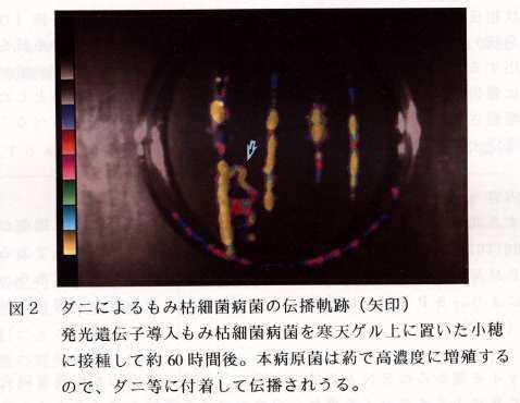 図2 ダニによるもみ枯細菌病菌の伝播軌跡(矢印)