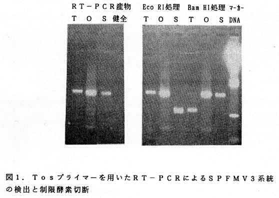 図1 Tosプライマーを用いたRT-PCRによるSPFMV3系統の検出と制限酵素切断