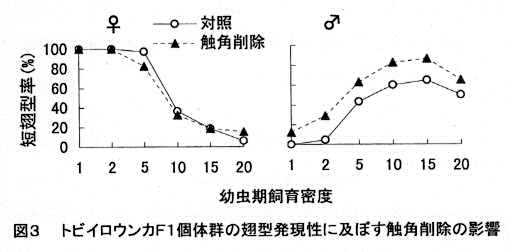 図3 トビイロウンカF1個体群の翅型発現性に及ぼす触角削除の影響