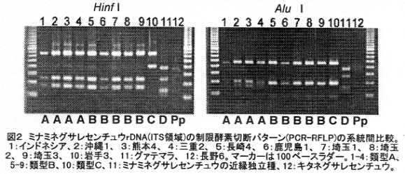図2 ミナミネグサレセンチュウrDNA(ITS領域)制限酵素切断パターン(PCR-RFLP)の系統間比較。