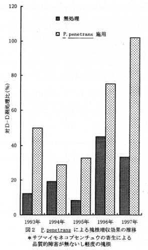 図2 P. penetransによる塊根増収効果の推移