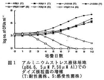 図1 アルミニウムストレス液体培地(pH4.6,5μMP,50μMAl)でのダイズ根粒菌の増殖